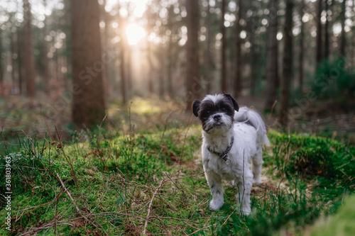 Frühlingsspaziergang im Wald mit dem Hund