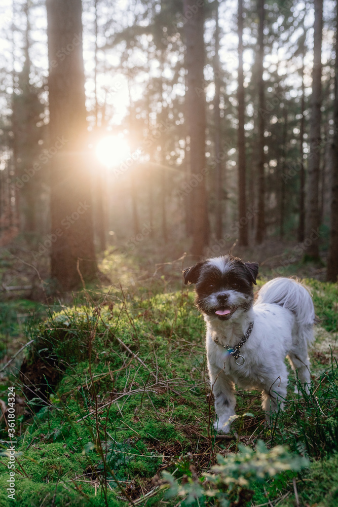 Obraz premium Frühlingsspaziergang im Wald mit dem Hund