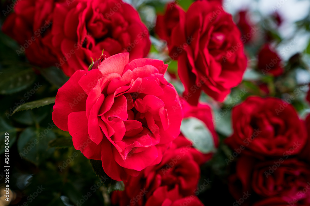 Gorgeous Red Rose flowers in a green lush garden. Close-Up Photo Gorgeous Red Rose flowers in a green lush garden. Close-Up Photo