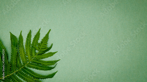 Green paper background with tropical leaves. Free space for entries.