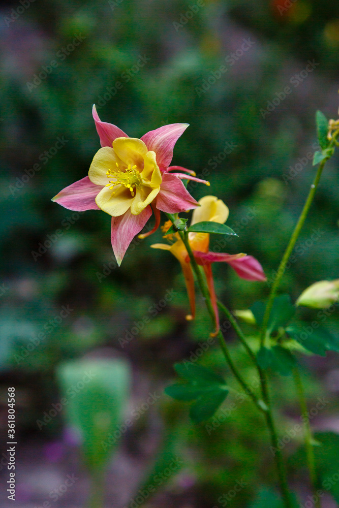 Aquilegia flower (granny's bonnet, columbine) perennial plant. Yellow red columbine. Aquilegia plant known for spurred petals of flowers. Leaves of columbine plant compound. Aquilegia flower (granny's bonnet, columbine) perennial plant. Yellow red columbine. Aquilegia plant known for spurred petals of flowers. Leaves of columbine plant compound.