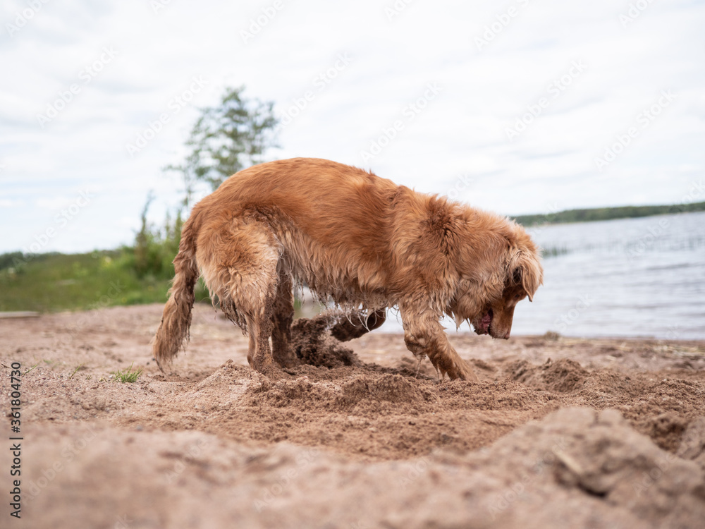 Cute dog digging on the beach Cute dog digging on the beach
