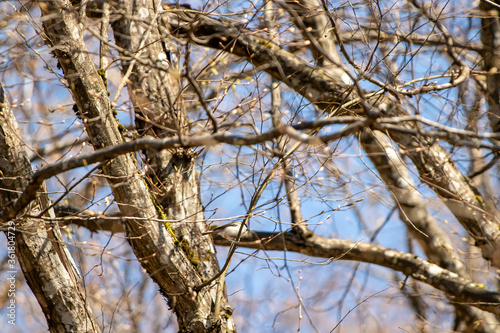 Eurasian treecreeper resting on branch