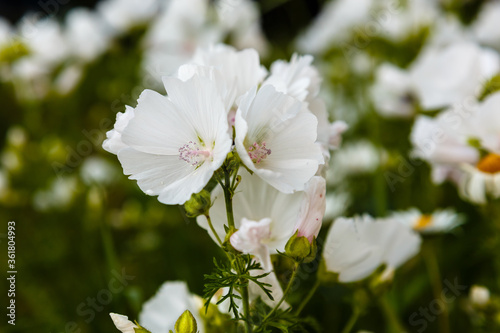 Fototapeta Naklejka Na Ścianę i Meble -  White blooming Musk Mallow (Malva moschata 'Alba')