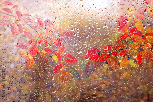 Fototapeta Naklejka Na Ścianę i Meble -  autumn rain, view of the blurred autumn park from the window, raindrops on the window pane, red, yellow leaves on a tree branch in the rain, autumn background