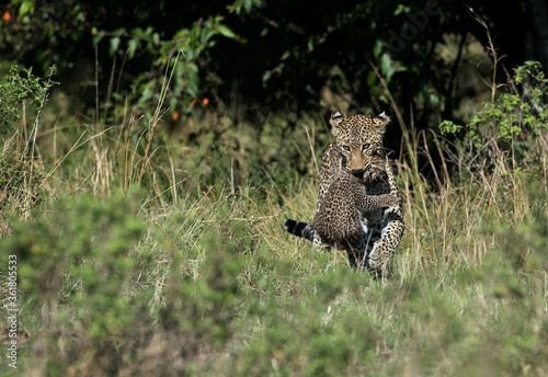 Leopard Bahati emerging out of bushes with her cub, Masai Mara
