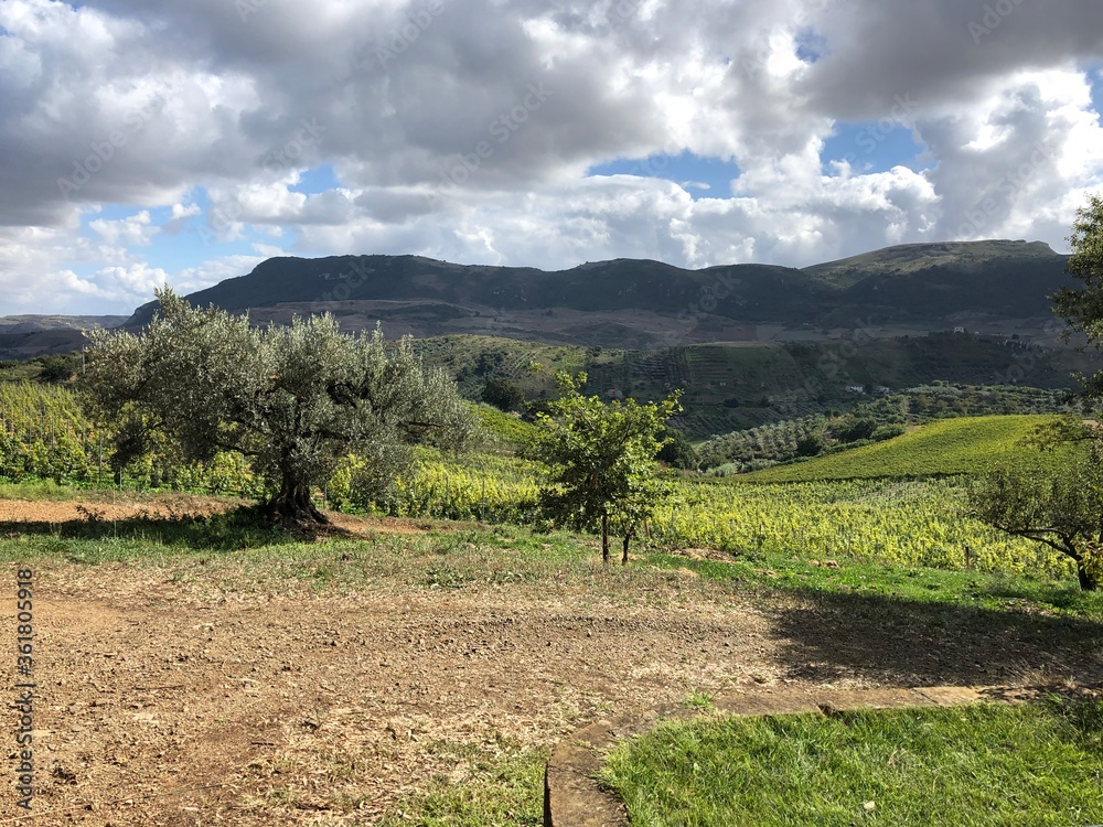 Fototapeta premium vineyard in france