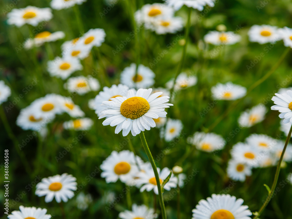 White daisies in the meadow. Large camomile on a green background. White daisies in the meadow. Large camomile on a green background.