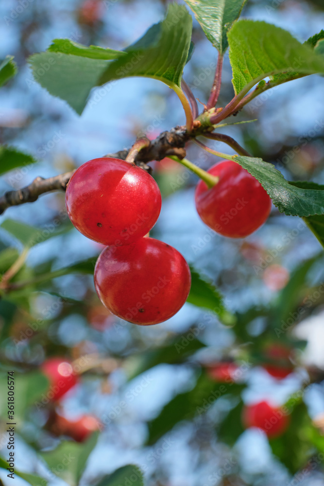 Cherries on branch