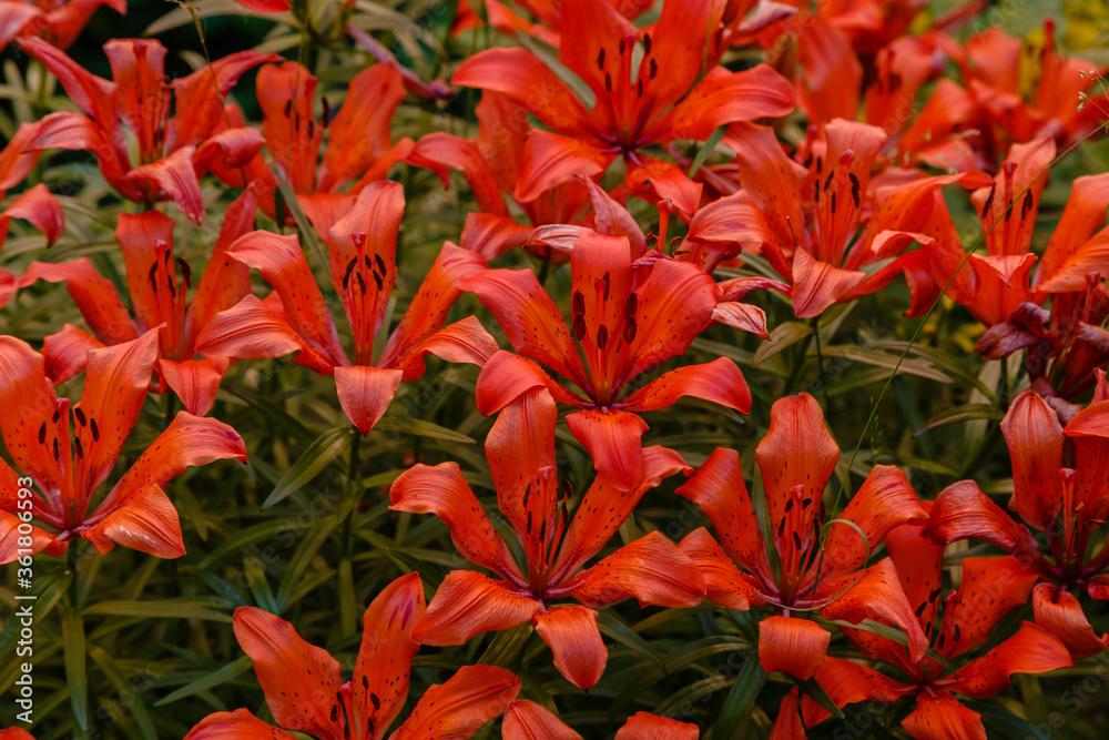 Fototapeta premium Asiatic Lily flowers (Lilium 'Matrix') bloom in summer. Flower of dark red lily in garden. Floral backrgound