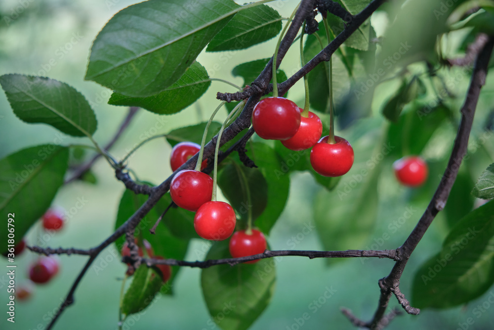 Cherries on branch
