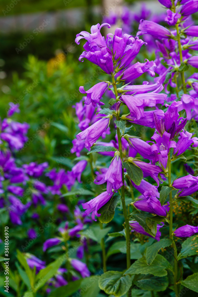 Purple flower of Campanula latifolia in summer garden. Perennial plants in the garden. Purple сampanula flowers. Purple flower of Campanula latifolia in summer garden. Perennial plants in the garden. Purple сampanula flowers.