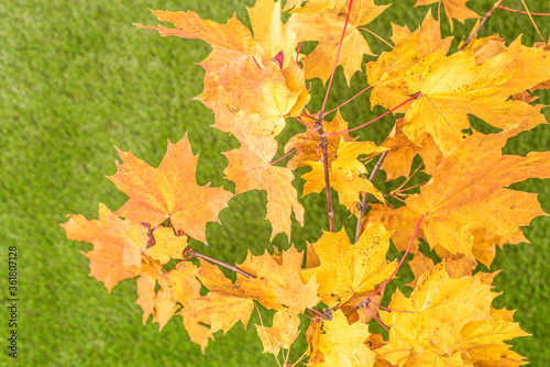 Top view of branch of golden maple leaf on the green grass. Creative and minimalism. Season change, autumn is coming. Nature concept.