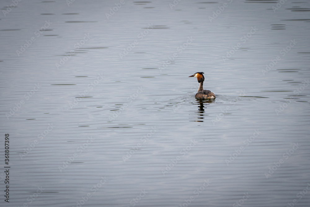 Great crested grebe (podiceps cristatus)in Great crested grebe (podiceps cristatus)in