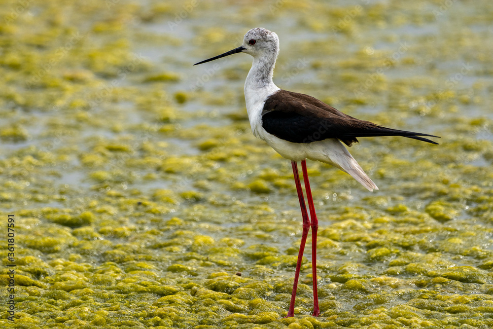 Black-winged stilt (himantopus himantopus) in Black-winged stilt (himantopus himantopus) in