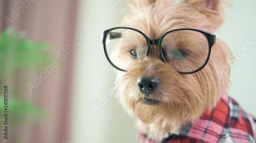Close-up of the face of a cute dog in big glasses. Fashionable haircut for a dog