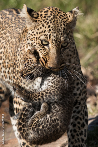 Leopard Bahati holding her  Masai Mara