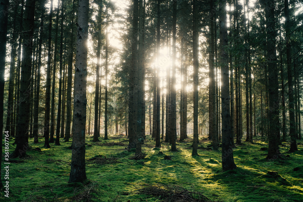Naklejka premium Frühlingsspaziergang im Wald mit dem Hund