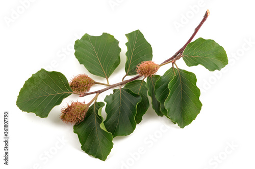 Beech branch with beechnuts