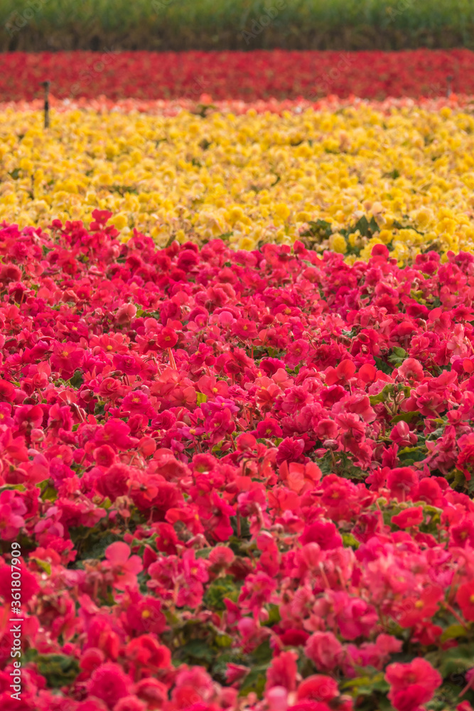 Fototapeta premium Pink and yellow begonia field from farm, closeup view