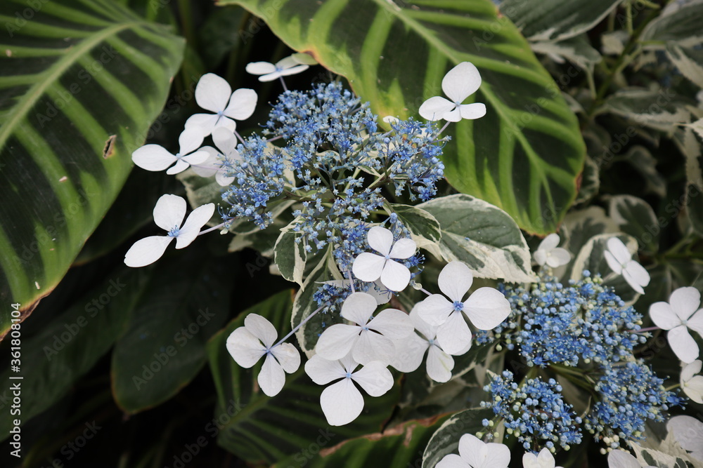 Plants and Flowers