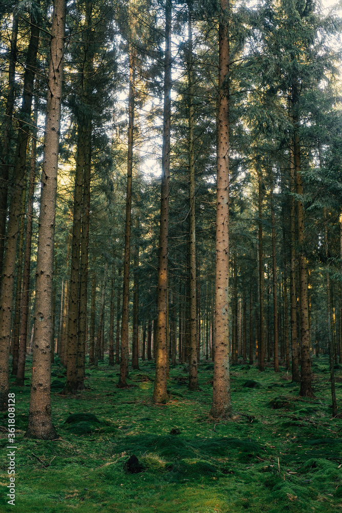 Frühlingsspaziergang im Wald mit dem Hund