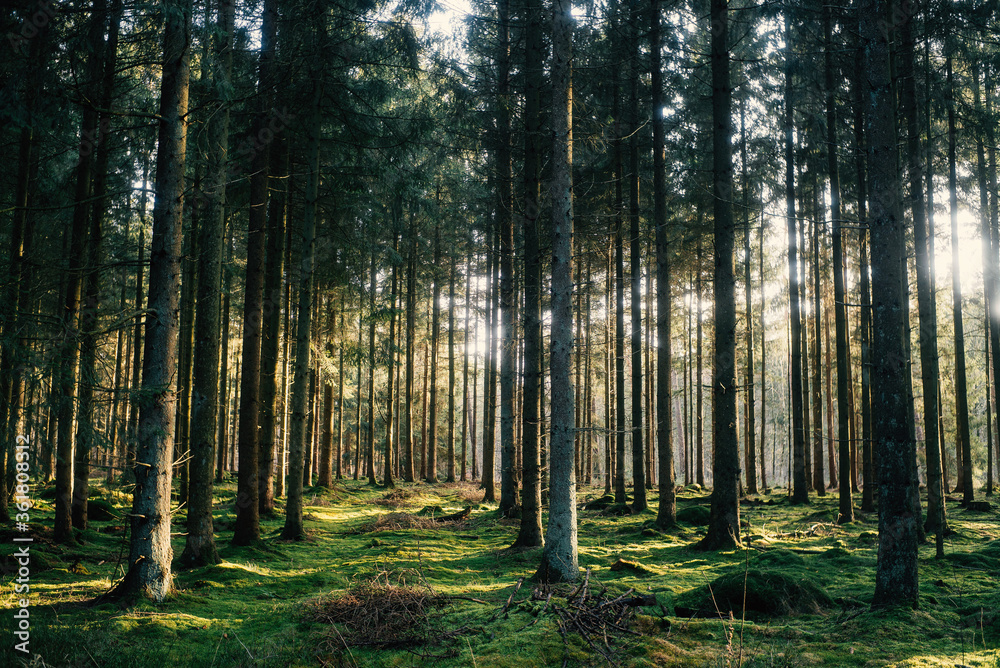Obraz premium Frühlingsspaziergang im Wald mit dem Hund