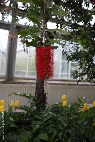 Plants and Flowers