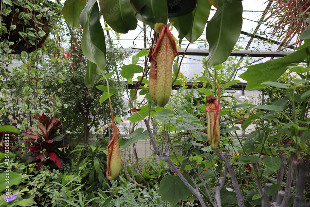 Plants and Flowers