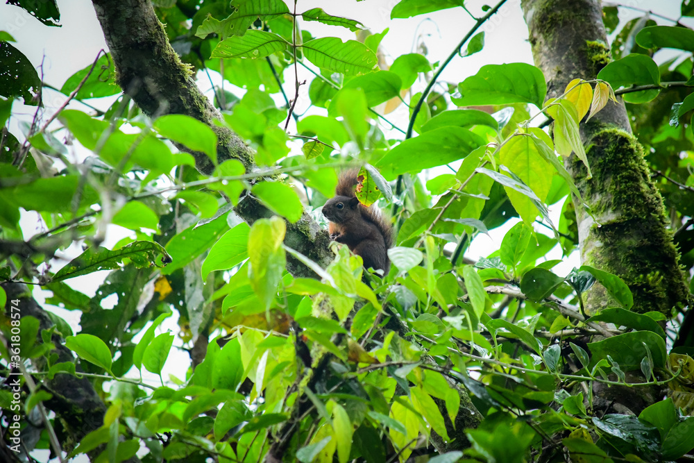 Ardilla de La Reserva de Biósfera del Chocó Andino