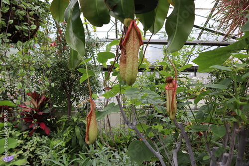 Plants and Flowers