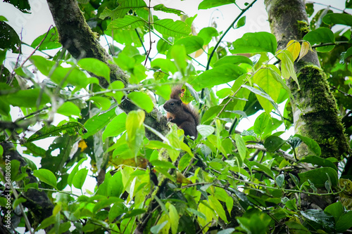 Ardilla de La Reserva de Biósfera del Chocó Andino