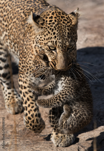 A portrait of Leopard Bahati holding her cub in mouth  Masai Mara  Kenya