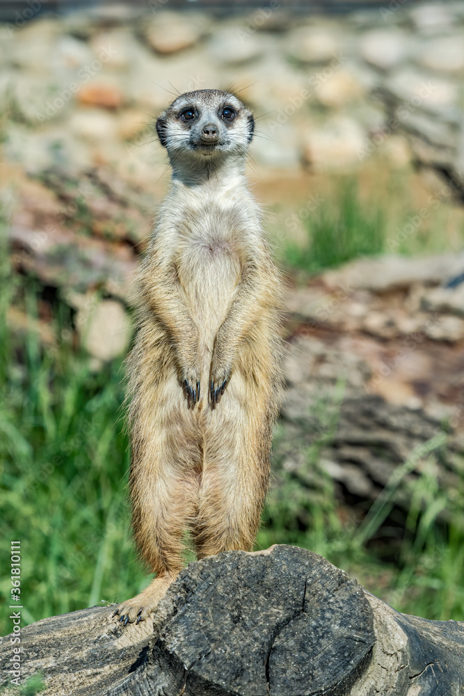 Fototapeta premium Meerkat (Suricata suricatta)