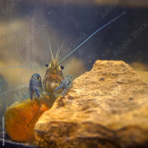 Marble crayfish sitting at a stone in an aquarium. Procarambus virginalis. Selective focus photo