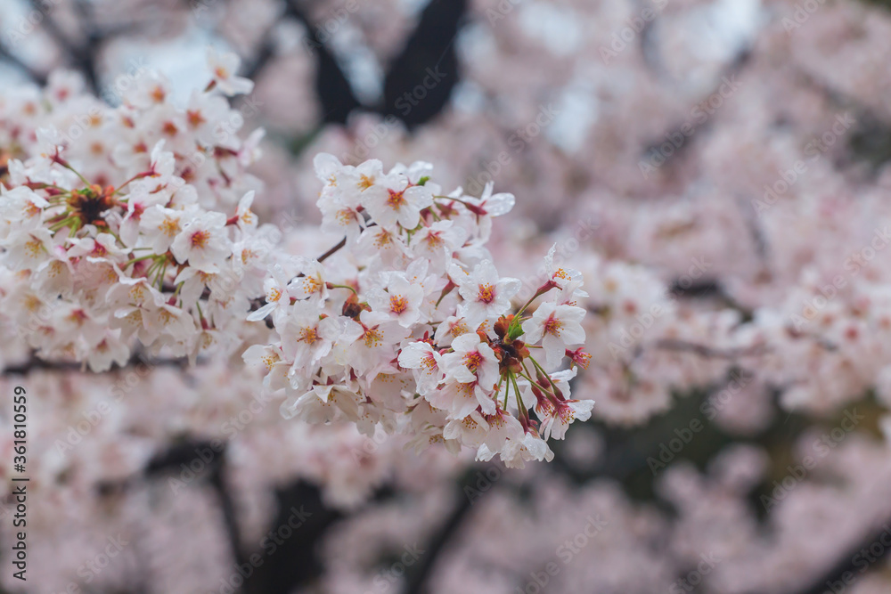 Close up sakura cherry blossom background at Chidorigafuchi park, Tokyo, Japan Close up sakura cherry blossom background at Chidorigafuchi park, Tokyo, Japan