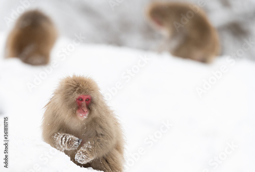 Japanese macaque in the snow