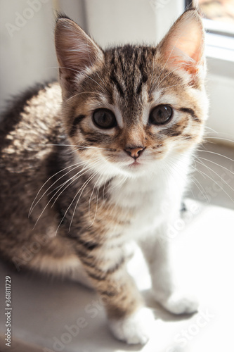 Beautiful portrait of a kitten in the sun. Beautiful cat at home. Domestic animal.