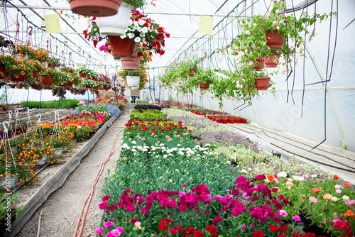 Greenhouse for growing flowers. The concept of home growing, floriculture, green farming.