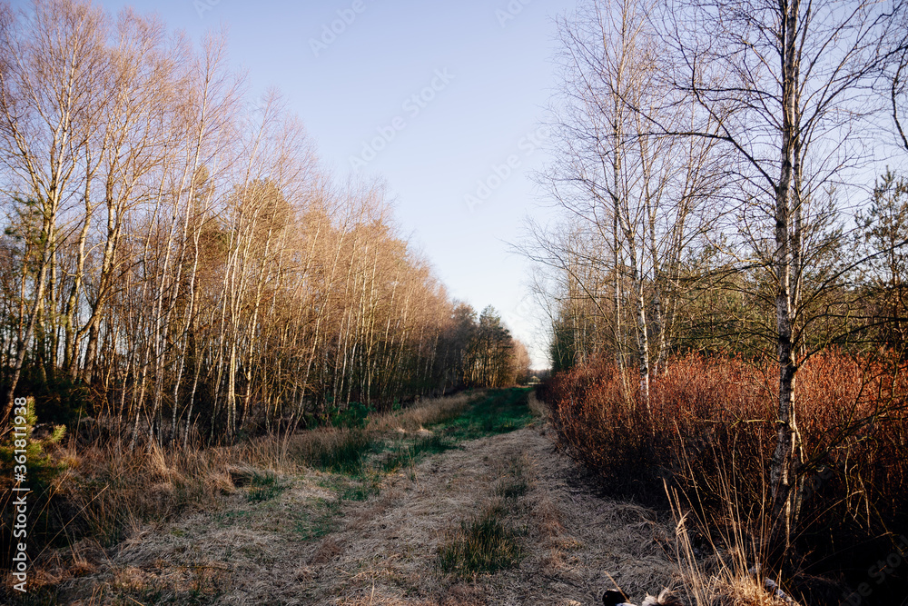 Streifzug mit Hund durch Moor bei Wistedt in Niedersachsen Streifzug mit Hund durch Moor bei Wistedt in Niedersachsen