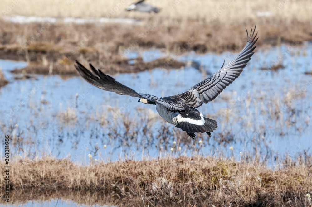 Barnacle Goose (Branta leucopsis) in Barents Sea coastal area, Russia Barnacle Goose (Branta leucopsis) in Barents Sea coastal area, Russia