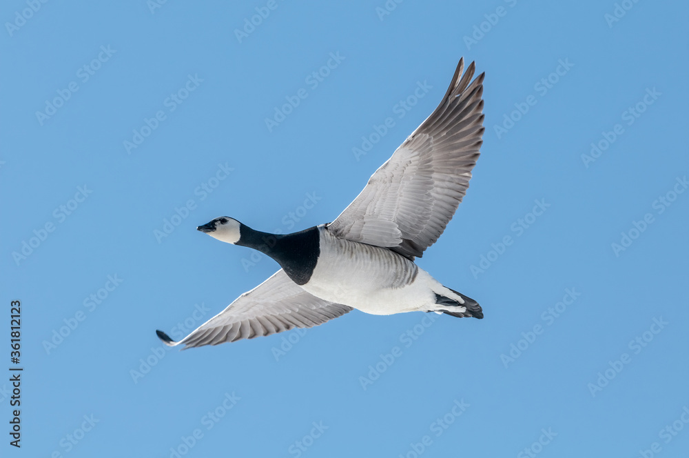 Barnacle Goose (Branta leucopsis) in Barents Sea coastal area, Russia Barnacle Goose (Branta leucopsis) in Barents Sea coastal area, Russia