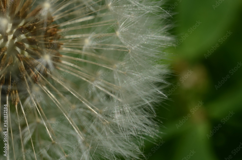 Fototapeta premium Dandelion Details. Drops of dew on a dandelion. Drops. Macro photo. Raindrops. Ripe dandelion seeds. Drops on white air umbrellas. Dandelion seeds are scattered. Reflection drop