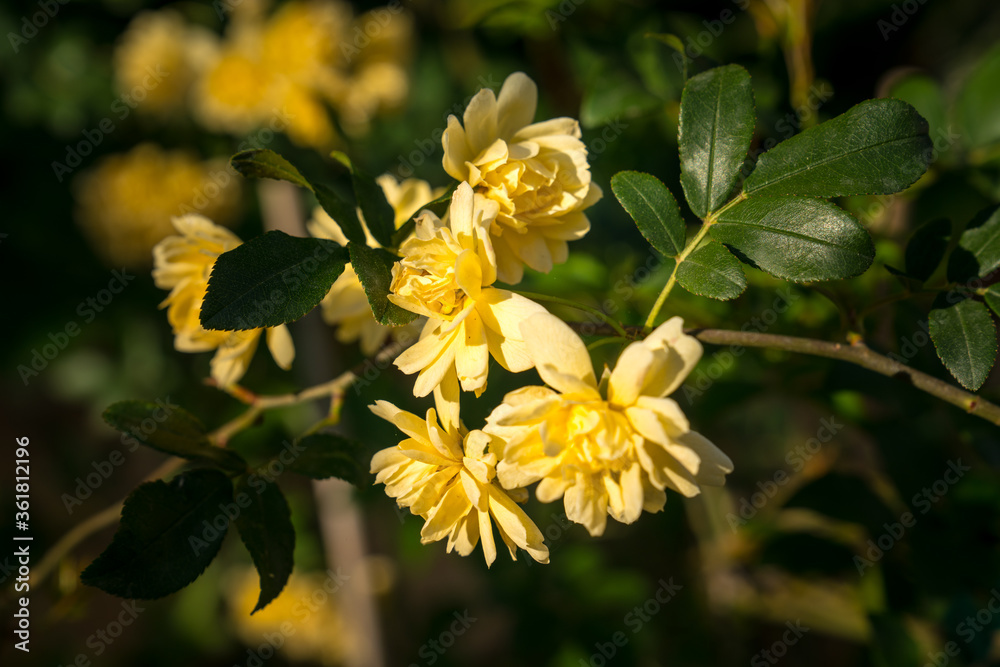 Different yellow little roses flowers in a green lush garden. Close-Up Photo Different yellow little roses flowers in a green lush garden. Close-Up Photo