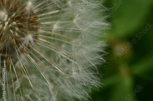 Dandelion Details. Drops of dew on a dandelion. Drops. Macro photo. Raindrops. Ripe dandelion seeds. Drops on white air umbrellas. Dandelion seeds are scattered. Reflection drop