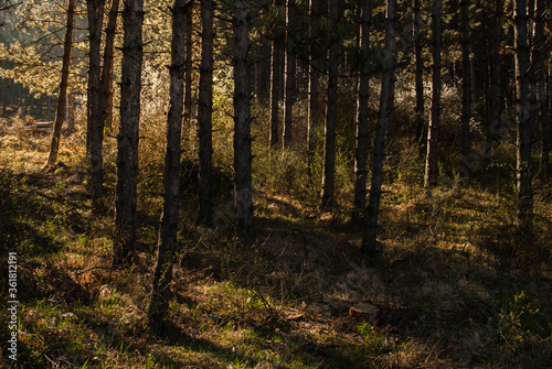 Fototapeta Naklejka Na Ścianę i Meble -  autumn forest in the morning
