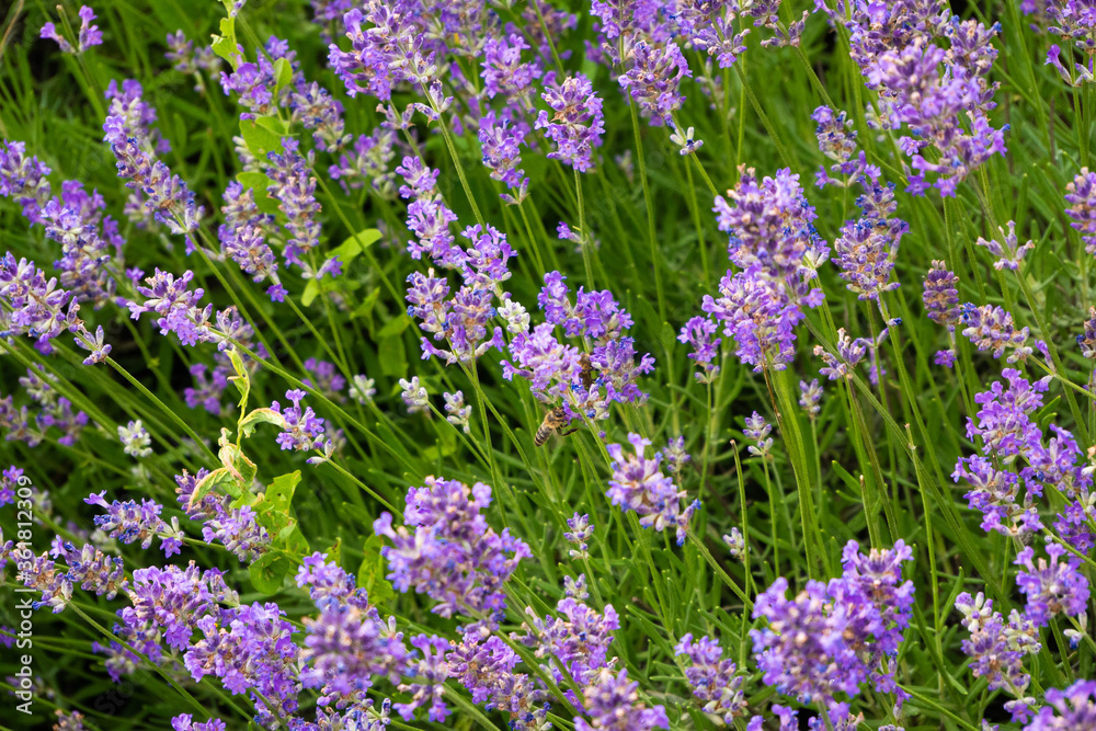 Green grass with small lilac flowers Green grass with small lilac flowers