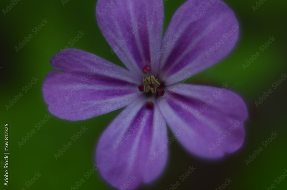 Beautiful little flower of Geranium robertianum, commonly known as Herb-Robert, Red Robin, Fox geranium or Roberts Geranium, is a common species of cranesbill native to Europe, Asia, North America. Beautiful little flower of Geranium robertianum, commonly known as Herb-Robert, Red Robin, Fox geranium or Roberts Geranium, is a common species of cranesbill native to Europe, Asia, North America.