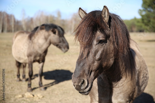 two wild horses in the field © Fotopoco