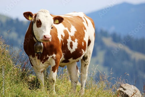 cow in the mountains